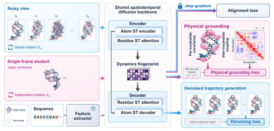 RNADyn: A Benchmark for Generating and Understanding RNA Dynamics